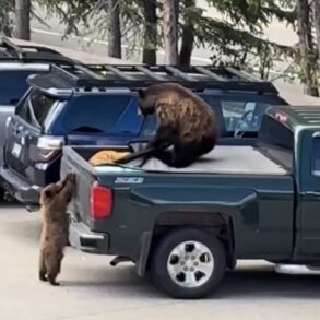 Bear truck top