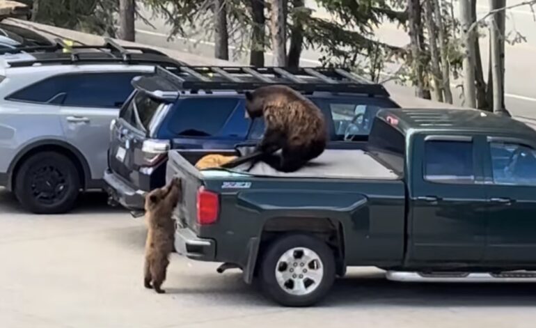 Bear truck top