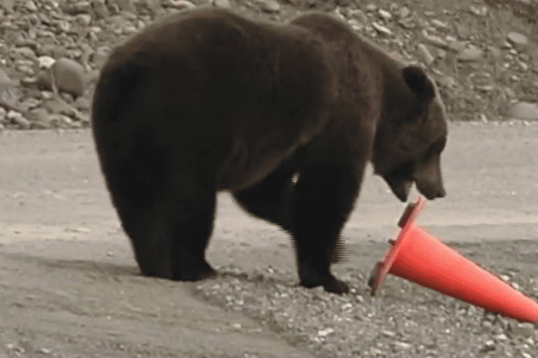 Bear traffic cone