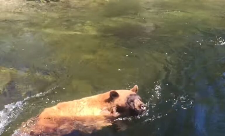 A bear swimming in water