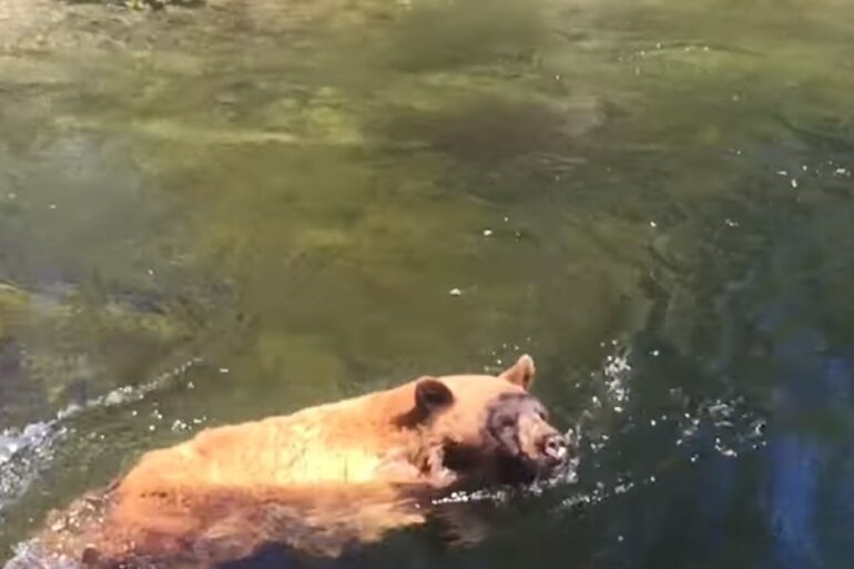 A bear swimming in water