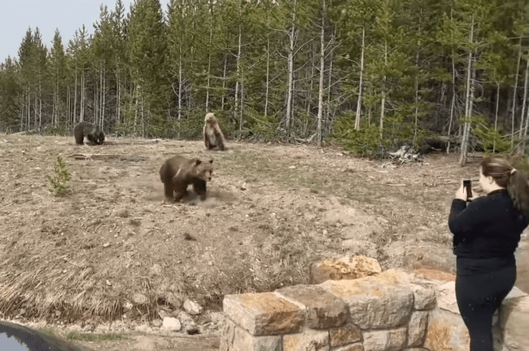 A person taking a picture of bears