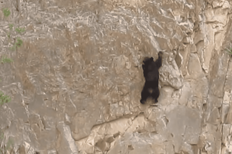 Bear climbs wall