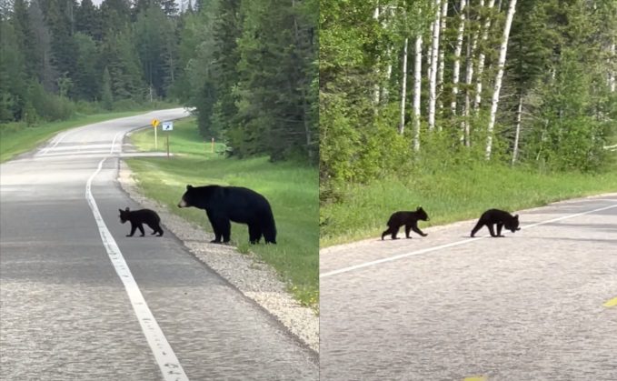 Bears crossing a road