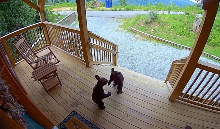 Two bears on a deck