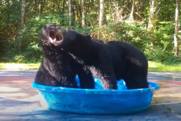 A black bear in a blue bowl