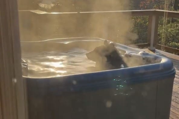 A dog in a pool