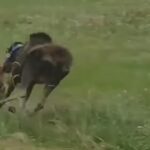 Moose chases bear