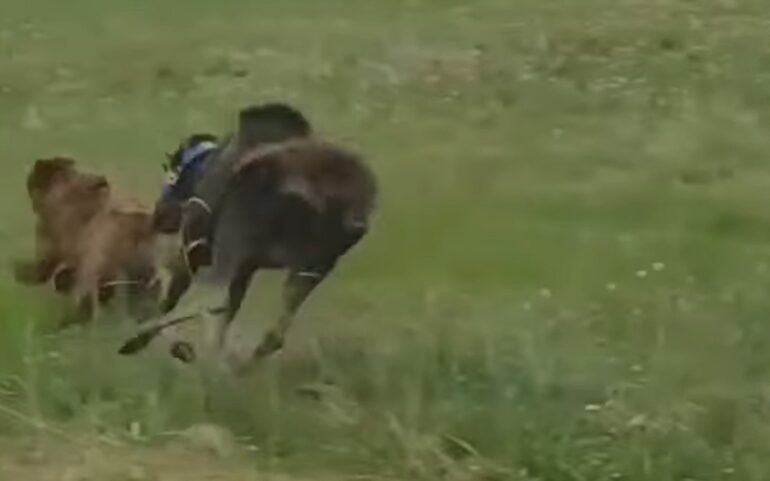 Moose chases bear