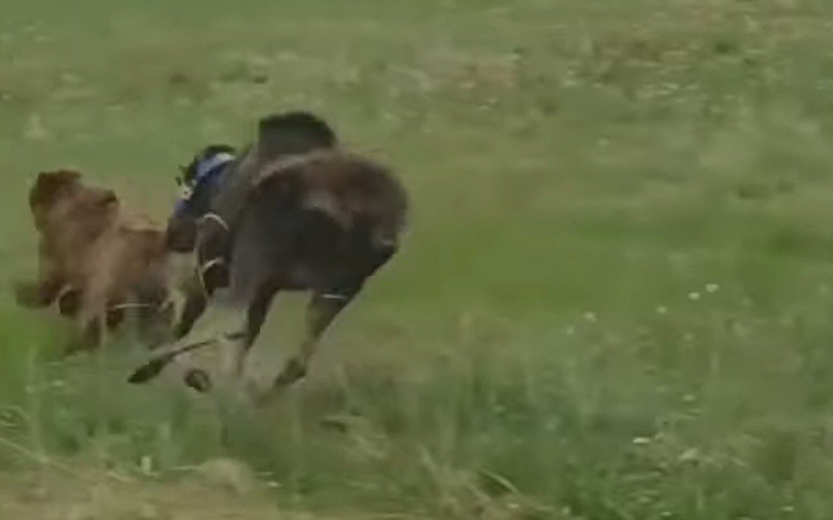 Helpless Moose Calf Nearly Becomes Grizzly Food… Until Mama Comes To The Rescue