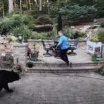 Bear North Carolina