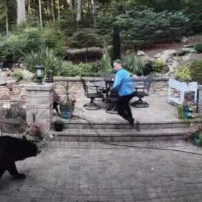 Bear North Carolina