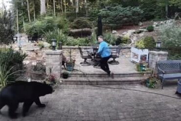 Bear North Carolina