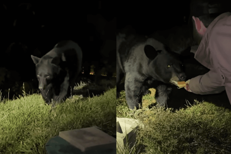 Bear eats cookie and charges