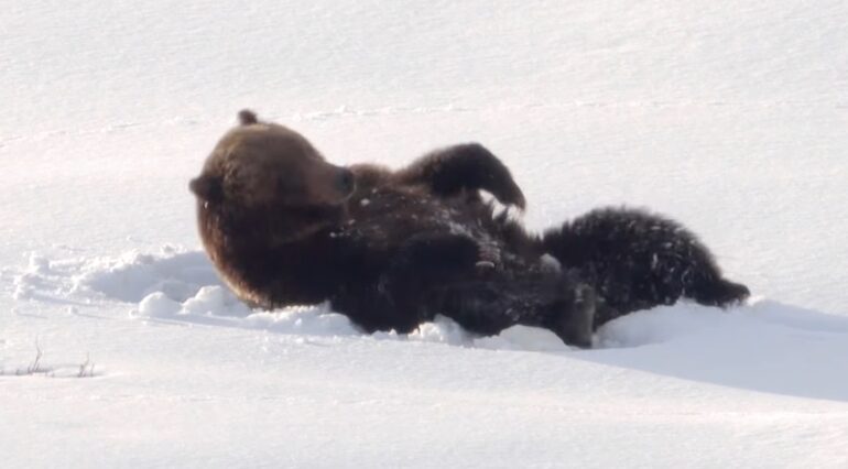 Bears Yellowstone national park