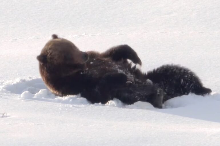 Bears Yellowstone national park