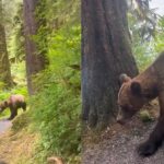 Bear Alaska