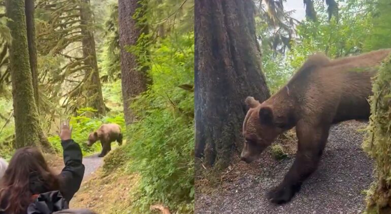 Bear Alaska