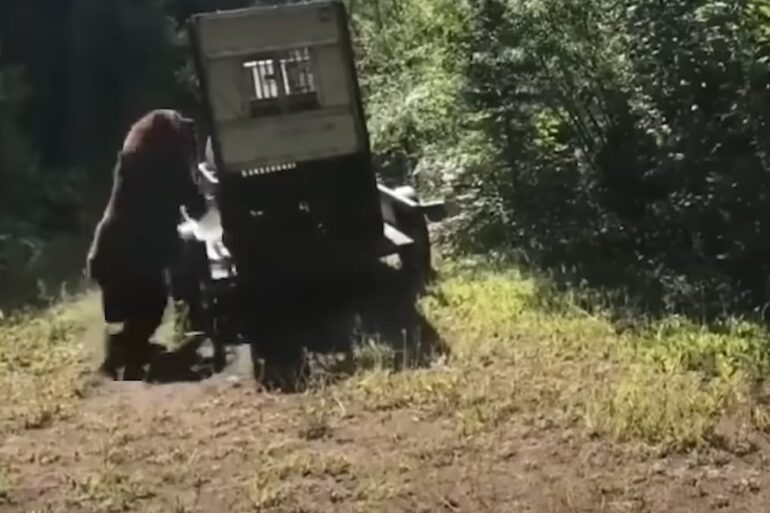 Grizzly bear cage