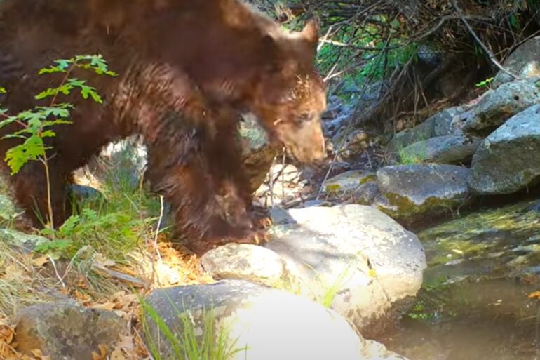 bear trail cam