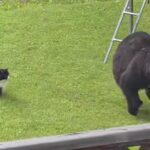 Bear and cat