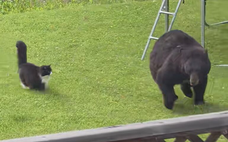 Bear and cat