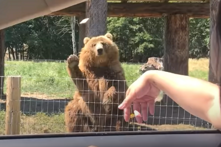 Grizzly bear