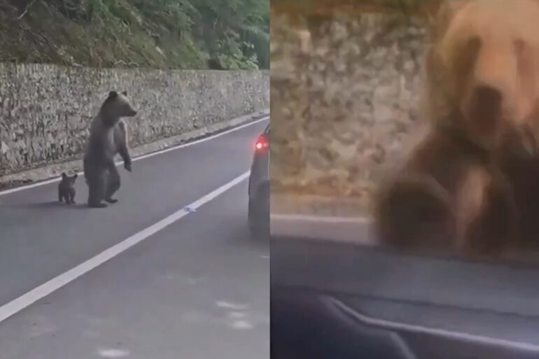 Bear charges