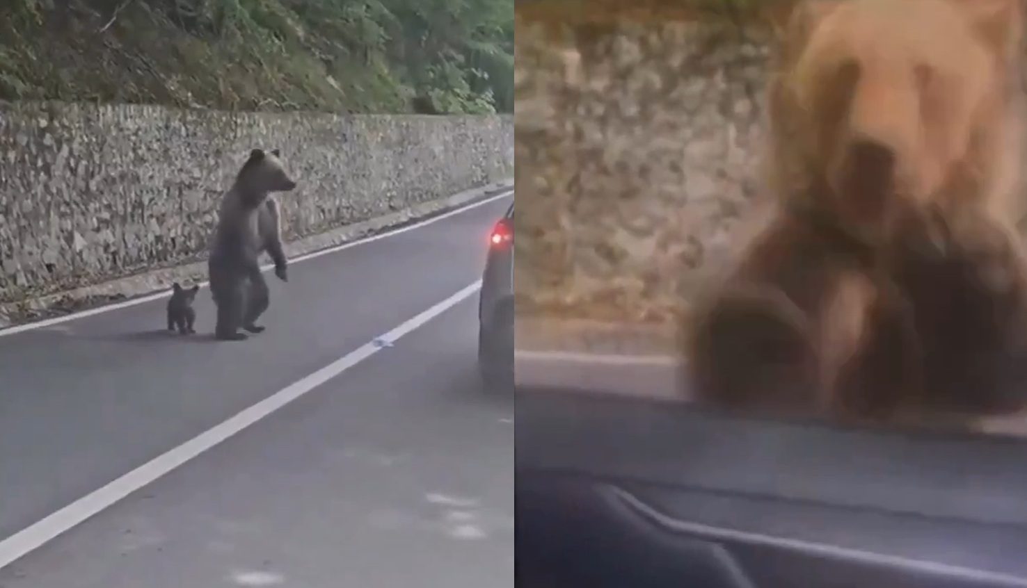 Tourist Needed Emergency Surgery After a Bear Tried to Yank Him Through His Car Window