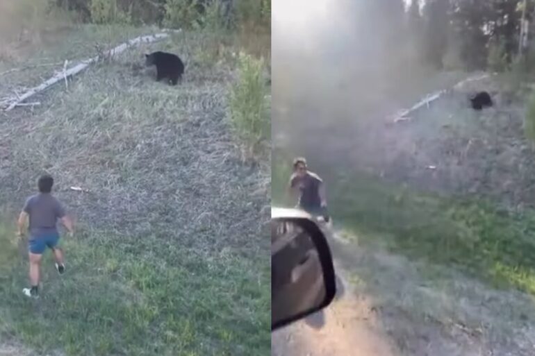 Bear