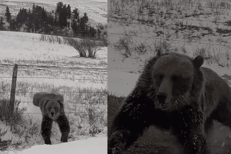 grizzly charges truck