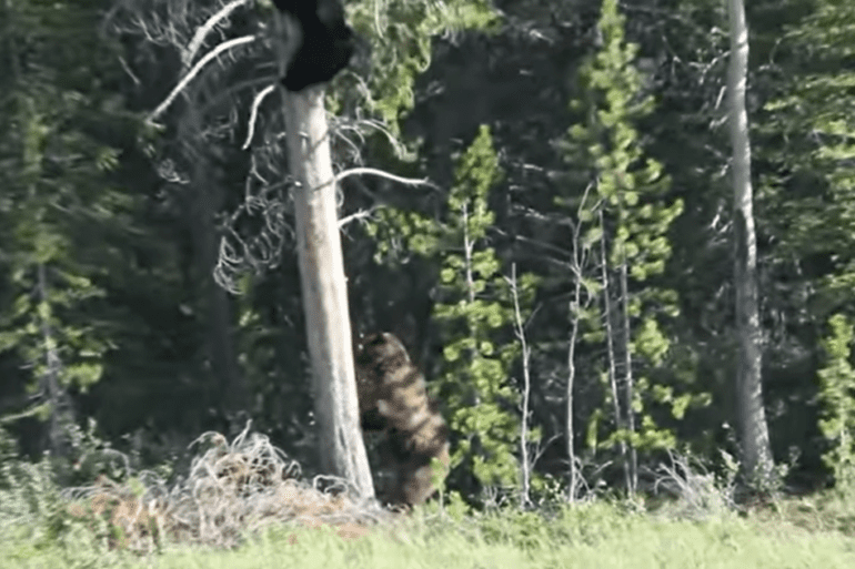 Black bear vs grizzly