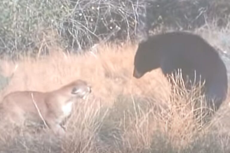 Bear fights with cougar