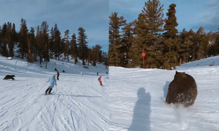 Bear nearly crashes into skier