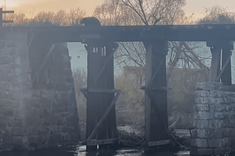 Bear falls off bridge