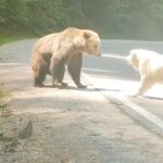 Bear and dog