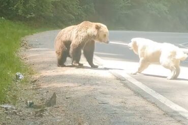 Bear and dog