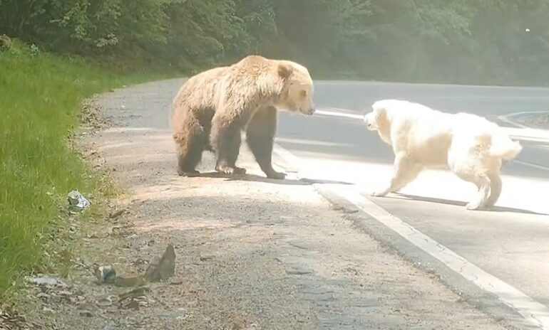 Bear and dog