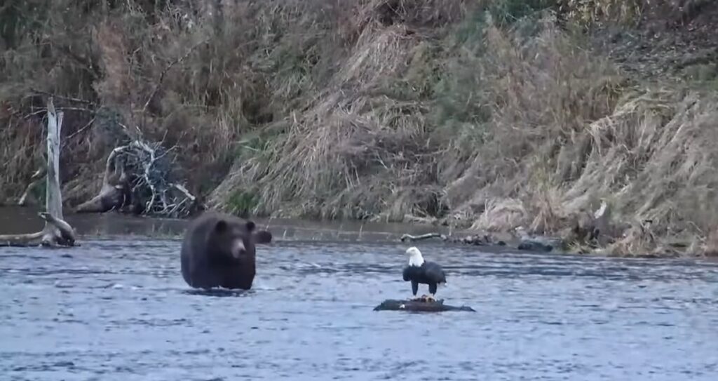 Lawrence Riff Bald Eagle Foils Brown Bear’s Plan To Steal A Fish In Katmai National ...