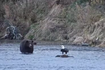 Bear eagle