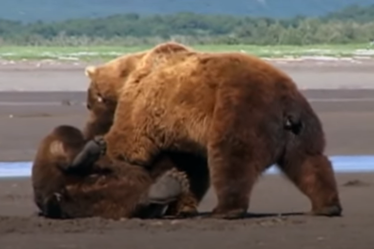 Grizzly bears fighting