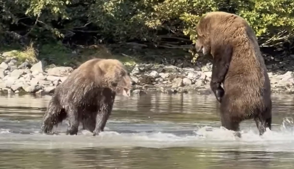 Two Alaskan Brown Bears Have Tense Stand Off Over Fishing Spot In Lake Clark National Park