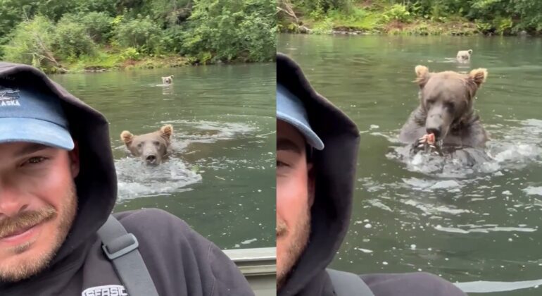Bear Alaska