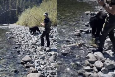 Fishing with bears