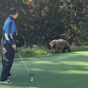 bear golf