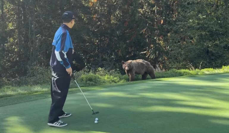 bear golf