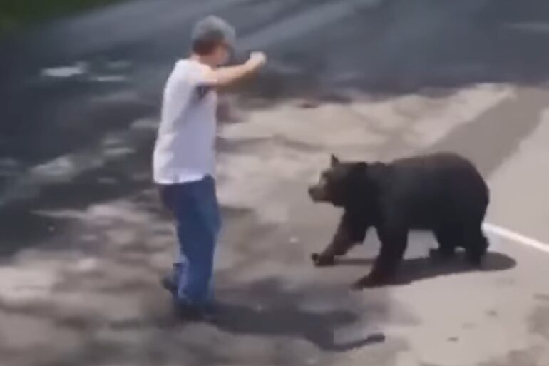 man bothers bear