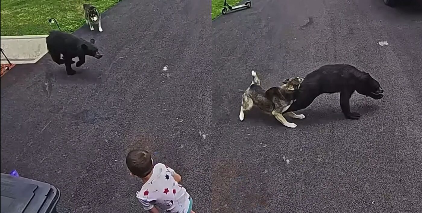Heroic Husky Sprints Into Action To Save Child From Charging Black Bear In Connecticut