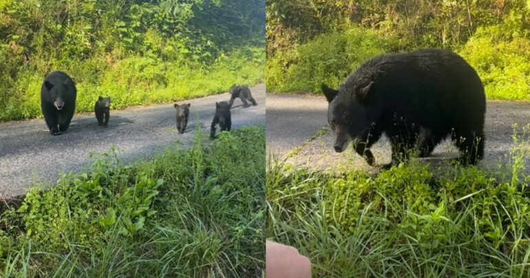 Bear charge