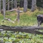 Bear chases moose